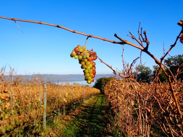 francigena e vie del gusto_img